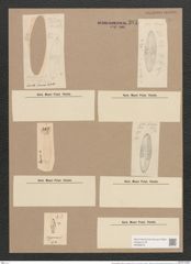 Navicula digitato-radiata var. cyprinus (W.Sm.) V.H. (de-Toni-Nr.: Genus 1, Species 124) Zeichnungen Sammlung Grunow Nr. 381 (NHMW-BOT-W0366679)
